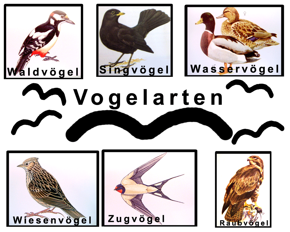 Galerie Vogelarten