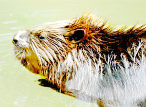 Biber im Wasser