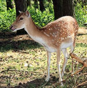 Reh im Wald